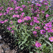 Aster Fucsia