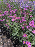 Aster Fucsia