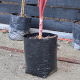 Drácena Roja - Cordyline Roja
