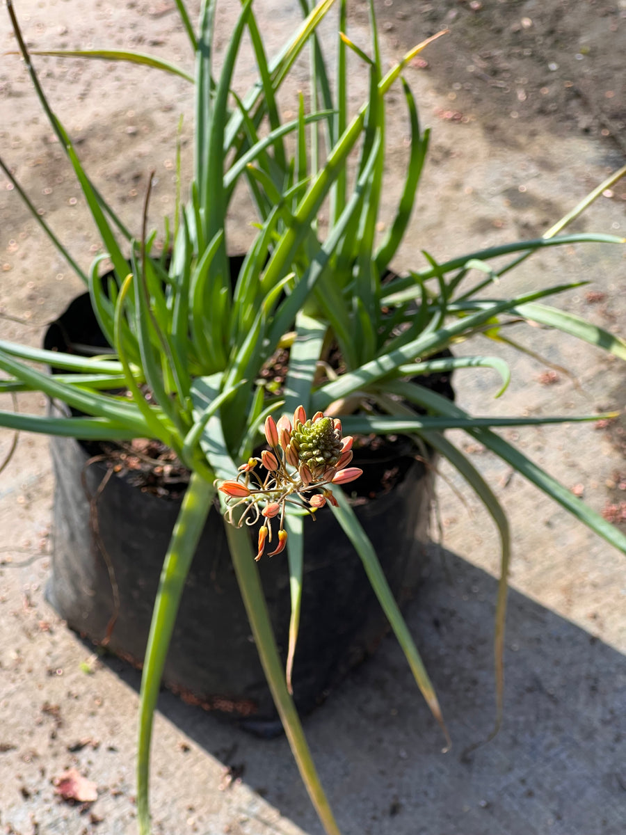 Bulbines – Bulbine Frutescens