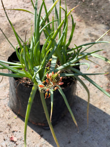 Bulbines – Bulbine Frutescens