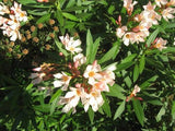 Laurel de Flor Enano (50 cm aprox )