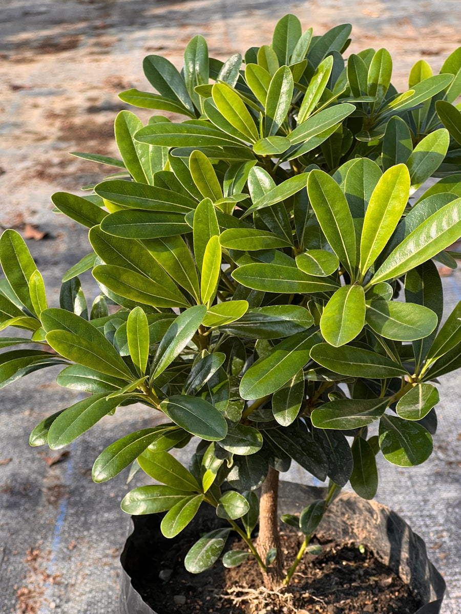 Pitosporum tobira nana
