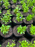LOBELIA MIX