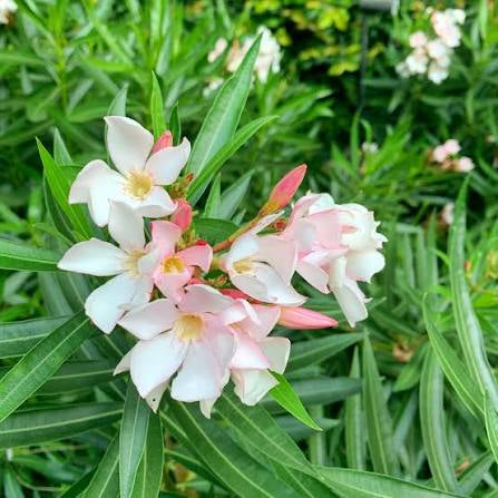 Laurel de Flor Enano (50 cm aprox )