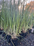 COLA DE ZORRO (cortaderia selloana)