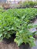Salvia Nemorosa