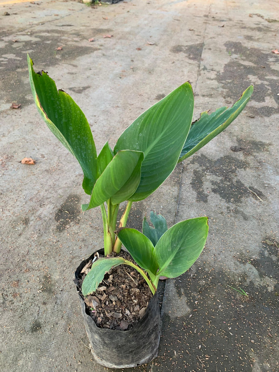 achira (Canna glauca)