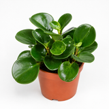 Peperomia Obtusifolia