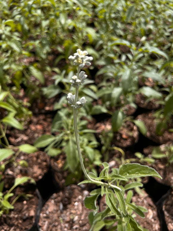 Salvia Victoria White (Salvia farinacea ‘Victoria White’)