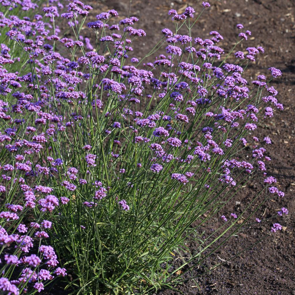 Verbena bonariensis