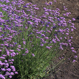 Verbena bonariensis