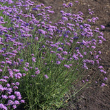 Verbena bonariensis