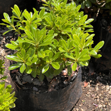 Pitosporo Tobira Enano – Formato Bolsa Grande