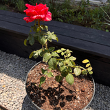 Rosa Tigre - Maceta Mediana