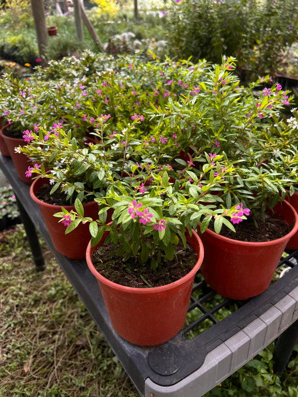 CUPHEA (VERONICA COLOMBIANA)