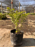 CUPHEA (VERONICA COLOMBIANA)