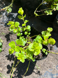 Lysimachia nummularia