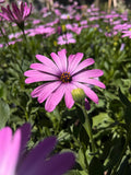 Osteospermum Rosado