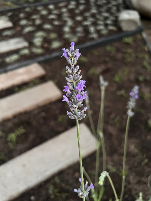 Lavanda inglesa