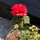 Rosa Tigre - Maceta Mediana