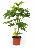 Aralia Japónica