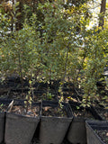 PITOSPORO NIGRICANS