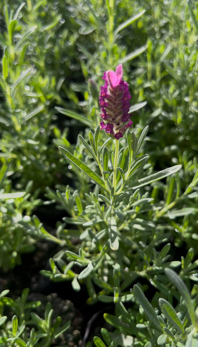 Lavanda Stoecha