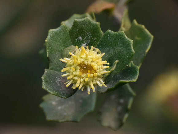 Baccharis concava (Vautro)