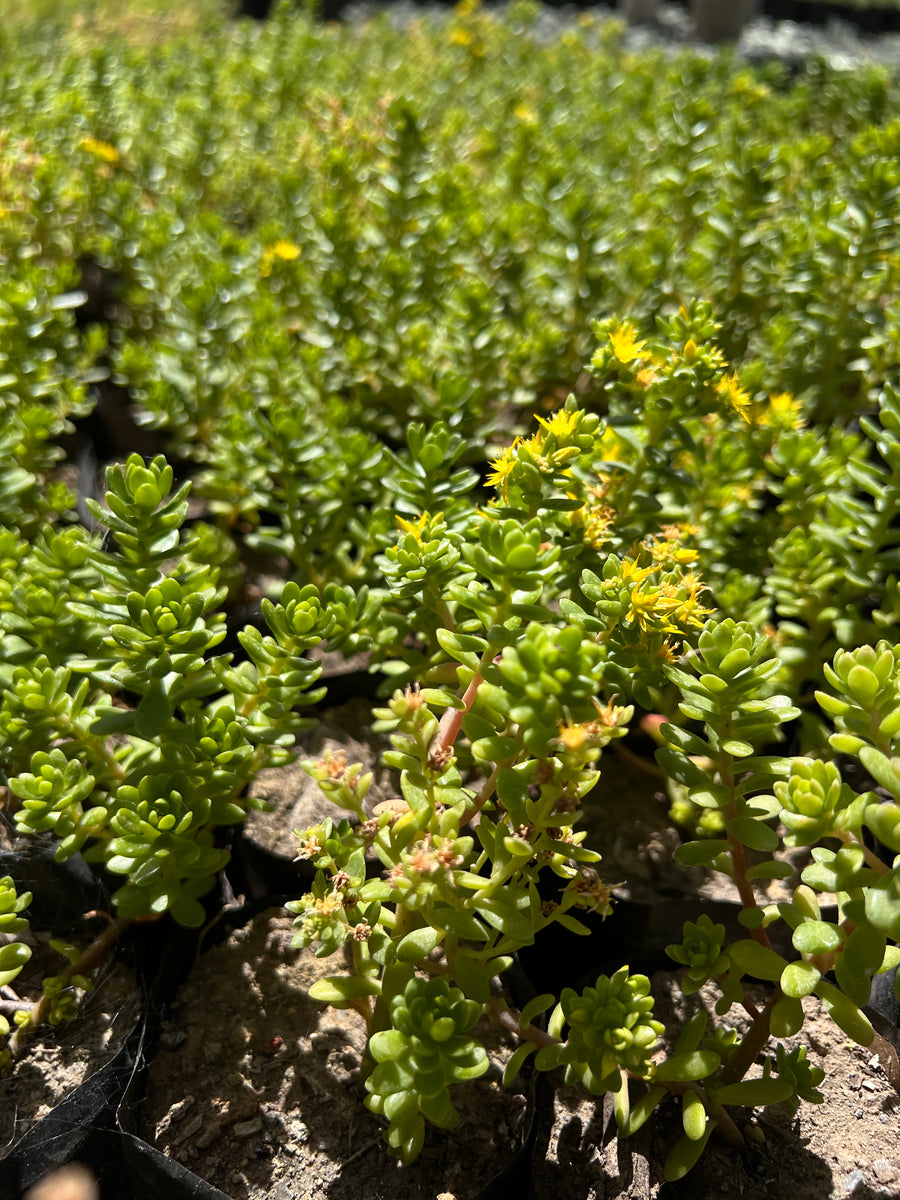 Sedum Verde