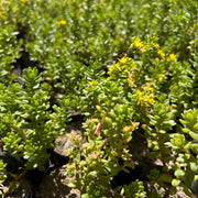 Sedum Verde