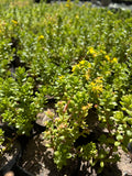 Sedum Verde