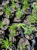 Rayo De Sol – Mesembryanthemum Sp