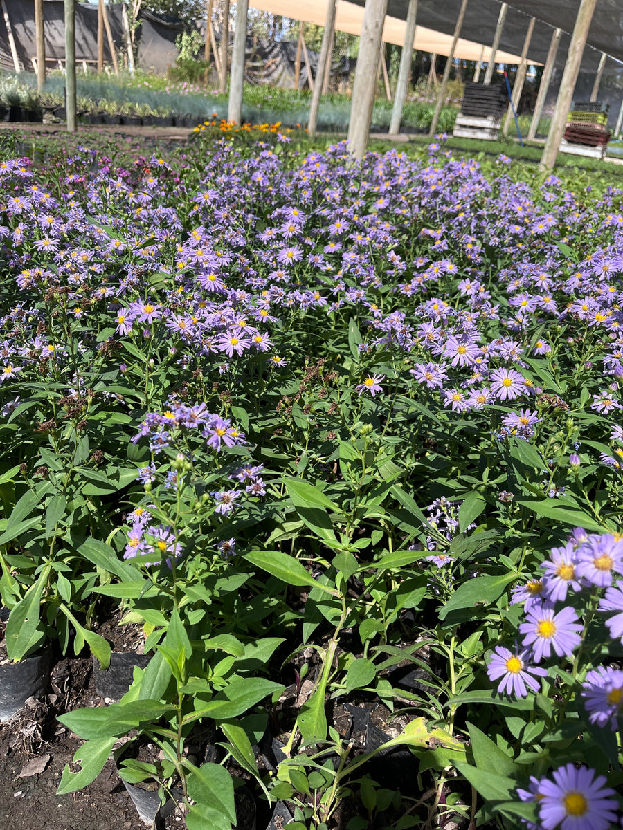 Aster lila