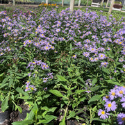 Aster lila