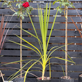 Drácena verde - Cordyline australis (variedad verde)