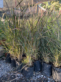Pennisetum Rubra (rojo)