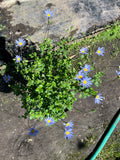 Agatea Verde – Felicia Amelloides