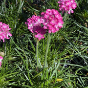 Armeria Maritima Rosada