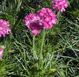 Armeria Maritima Rosada