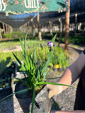 Huilmo azul de California
(Sisyrinchium bellum)
