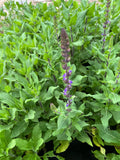Salvia Nemorosa