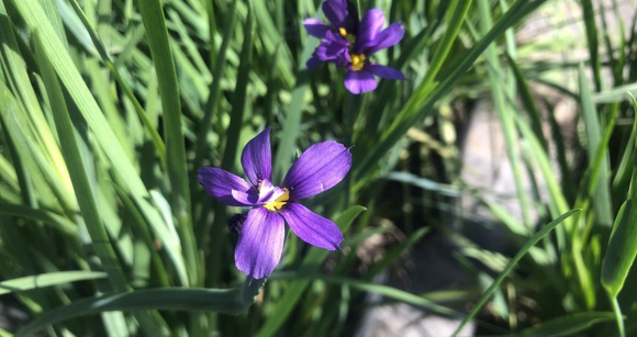 Huilmo azul de California
(Sisyrinchium bellum)