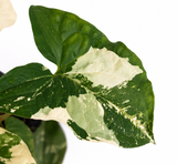 Syngonium Albo Variegado