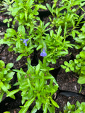 LOBELIA MIX