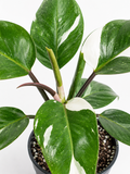 Philodendron White Princess
