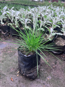 Festuca “Buddy Blue”