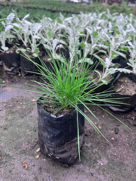 Festuca “Buddy Blue”