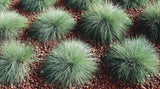Festuca “Buddy Blue”