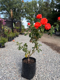 Rosas B40